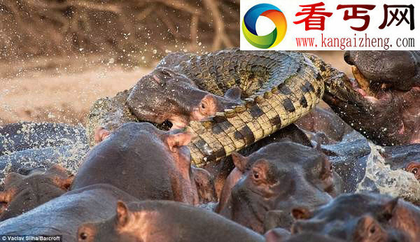 鲁莽鳄鱼闯入河马群被咬死