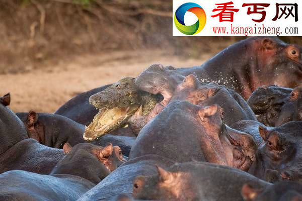 鲁莽鳄鱼闯入河马群被咬死