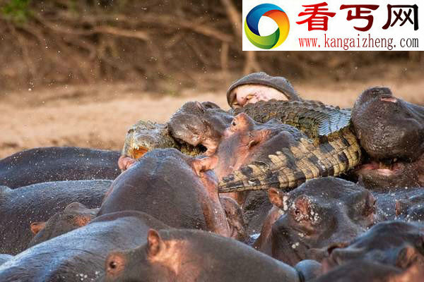 鲁莽鳄鱼闯入河马群被咬死