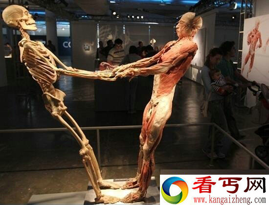人体标本制作过程,恐怖逼真的人体标本图片