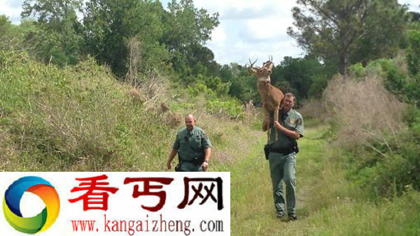 美国警局用机器鹿来诱捕盗猎者