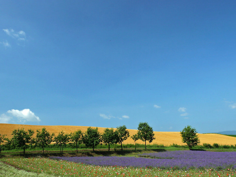 大胆中国欧美人休艺术