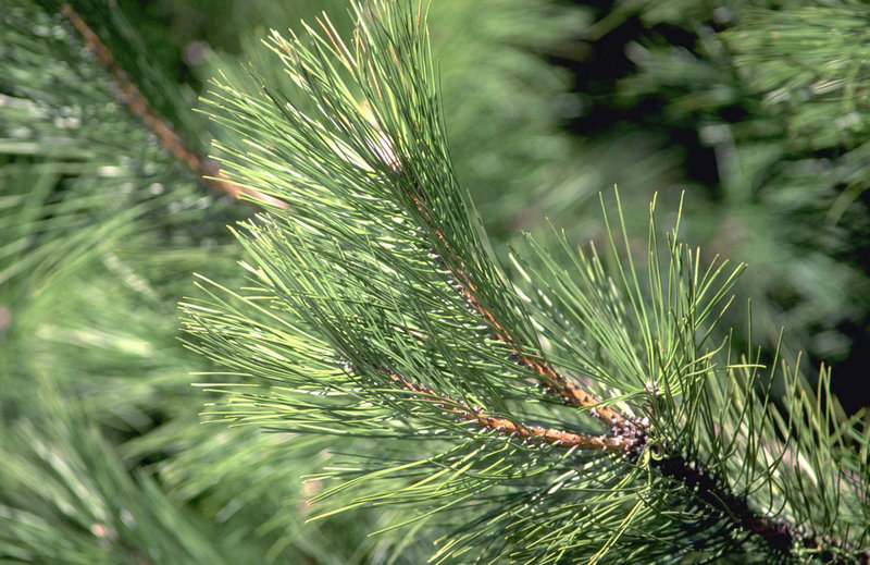赵丽颖和冯绍峰年龄(赵丽颖和冯绍峰年纪) 赵丽颖和冯绍峰年龄(赵丽颖和冯绍峰年纪)