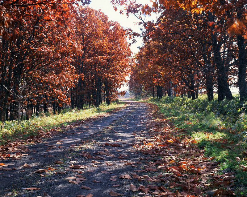 杨志丢生辰纲后被逼上梁山,如果是武松会怎样 杨志丢生辰纲后被逼上梁山,如果是武松会怎样