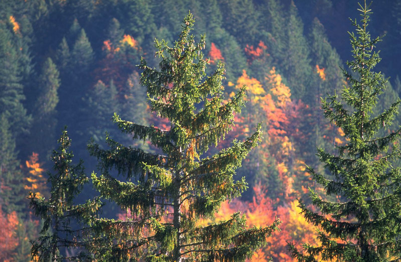 临颍砸车事件，漯河临颍重大车祸