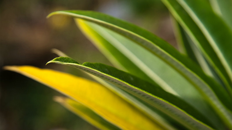 张铁林一共多少孩子、张铁林的子女