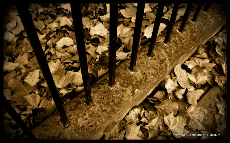 有哪些字是鸟字旁的（鸟字旁都有哪些字）